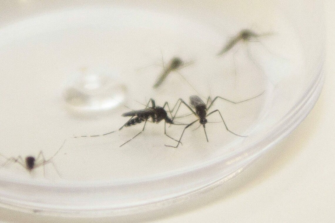 Dengue registra mais 61 casos da doença no Paraná
                
                    Maringá está no mapa com alto risco climático da dengue.