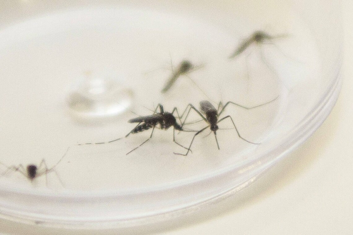 Boletim da dengue confirma mais 5.162 casos e três óbitos pela doença
                
                    Maringá continua no mapa do Paraná com risco médio de proliferação do mosquito da dengue