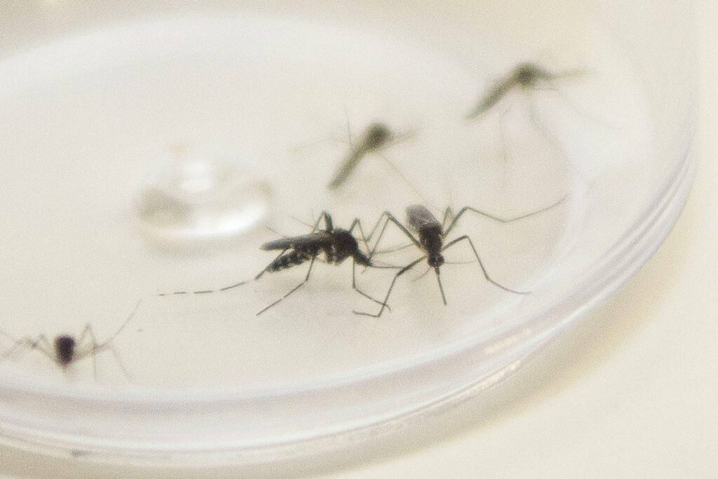 Informe da dengue registra mais 21 casos da doença no Paraná
                
                    Até o momento 95 municípios registraram casos da doença, sendo que 71 confirmaram casos autóctones (a dengue foi contraída no município de residência).