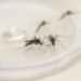 Informe da dengue registra mais 21 casos da doença no Paraná
                
                    Até o momento 95 municípios registraram casos da doença, sendo que 71 confirmaram casos autóctones (a dengue foi contraída no município de residência).