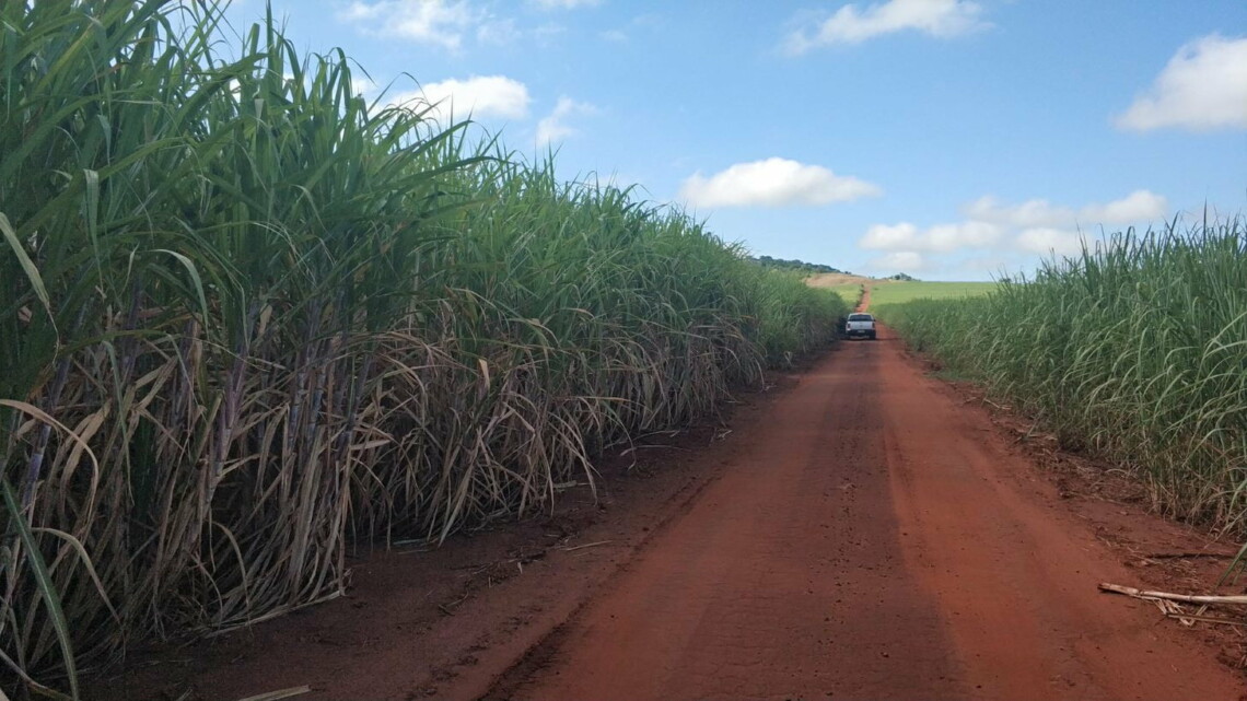 UFPR lança quatro novas variedades de cana-de-açúcar; juntas universidades federais lideram mercado
                
                    Entre as vantagens das novas variedades estão o elevado teor de sacarose, os diferentes ciclos de colheita e as adaptações a vários tipos de solos e ambientes