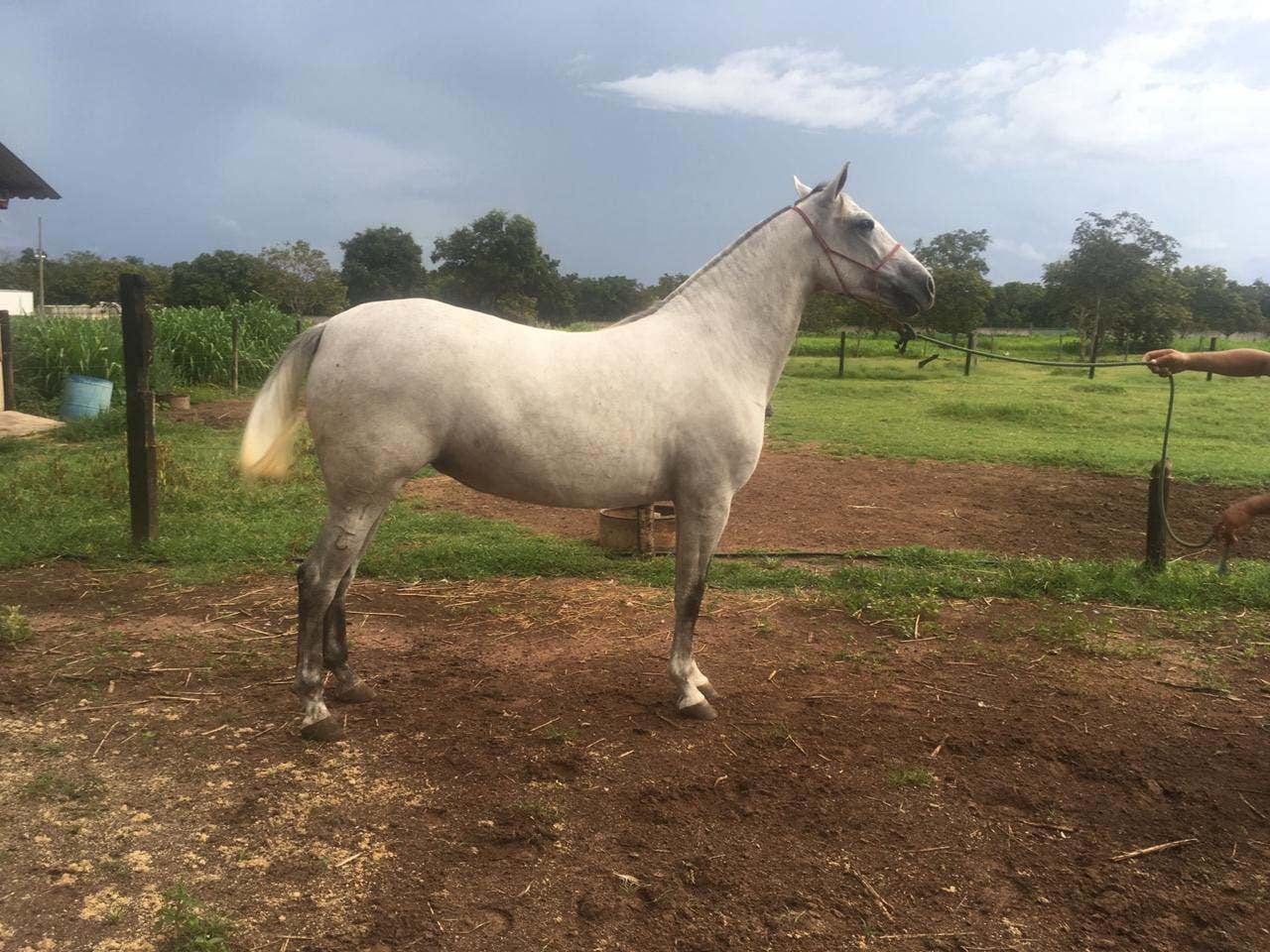 Cavalo pulado. . Aí não cunhado é pantaneiro 