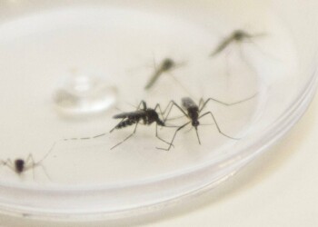 OMS lança iniciativa para evitar novos surtos de dengue, febre amarela e Zika 2