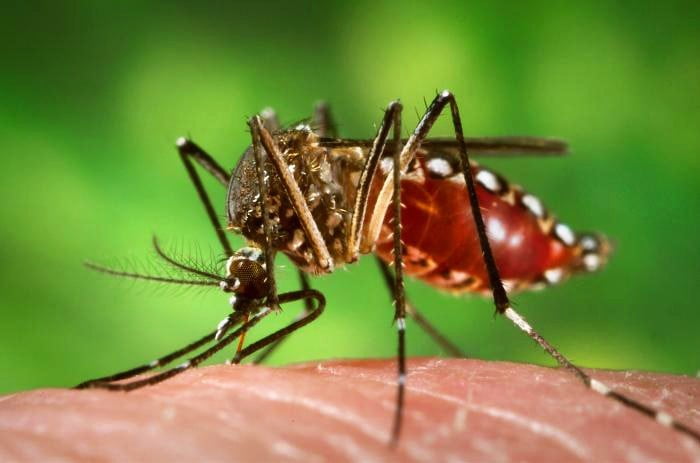 Oito municípios estão em epidemia de dengue no Paraná 2