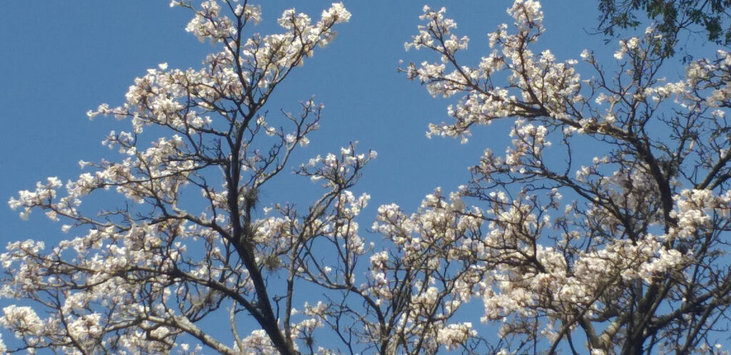 29 GRAUS: Segunda-feira (15) de sol e calor para Maringá e região