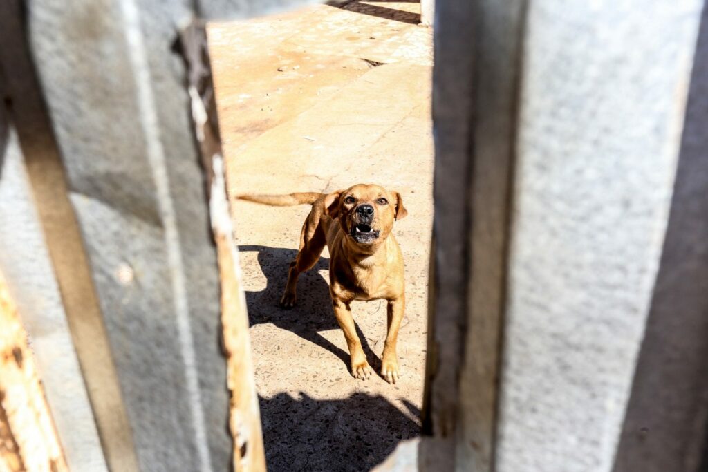 Abandonados há mais de um mês, cães são resgatados pela Bem-Estar Animal de Maringá 
                
                     “Maus-tratos é crime. As pessoas devem fazer a denúncia pela ouvidoria online ou 156. A guarda responsável é obrigação do cidadão quando adota um animal, oferecendo todo suporte necessário e qualidade de vida”, afirma, secretário do meio ambiente Marco Antônio de Azevedo