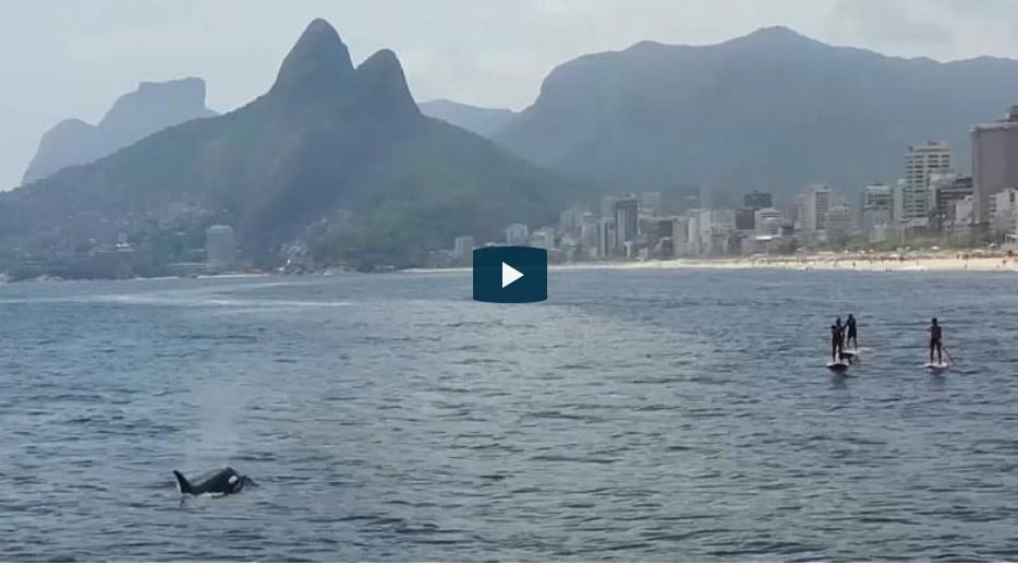 As orcas da Praia de Ipanema