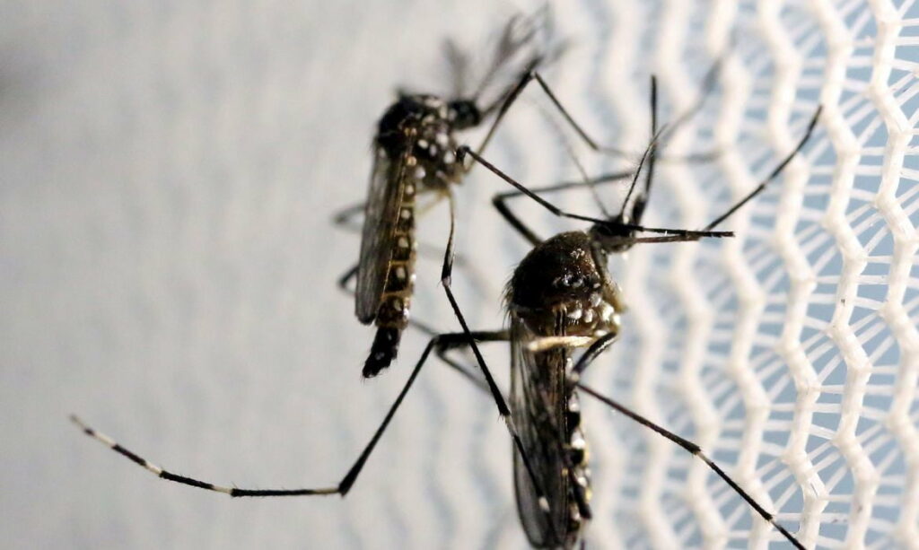 Aumenta preocupação com doenças ligadas ao Aedes aegypti no verão 2