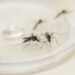 Boletim da dengue confirma mais 5.711 casos no Paraná
                
                    De acordo com o Informe de Arboviroses, que corresponde ao período sazonal da doença iniciado em 1º de agosto de 2021, o Estado soma 126.507 casos confirmados e 74 óbitos.
