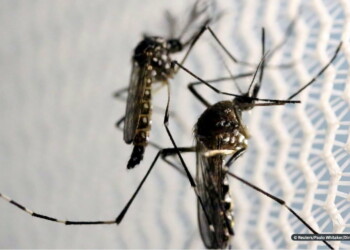 Casos de dengue aumentam 113,7% nos quatro primeiros meses de 2022