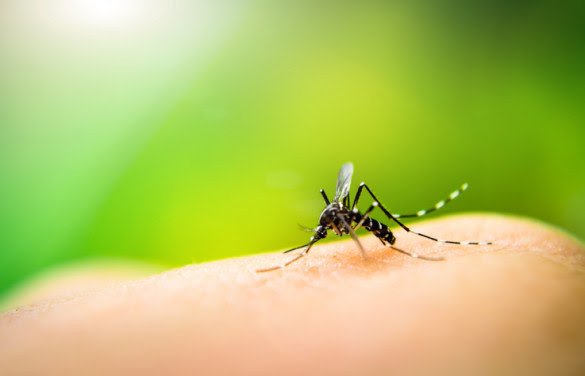 Casos de dengue sobem 95,2% no Brasil