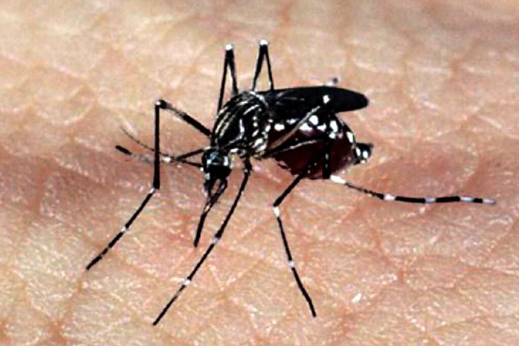 DENGUE: Doença causada pelo Aedes aegypti mata mais uma pessoa no Paraná
                
                    Ocorrência está no primeiro boletim sobre a doença divulgado neste ano pela Secretaria da Saúde. Estado soma 1.724 casos e seis mortes no período epidemiológico iniciado em agosto. Está sendo realizada uma força-tarefa para conter um surto em Sengés, nos Campos Gerais.