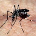 DENGUE: Doença causada pelo Aedes aegypti mata mais uma pessoa no Paraná
                
                    Ocorrência está no primeiro boletim sobre a doença divulgado neste ano pela Secretaria da Saúde. Estado soma 1.724 casos e seis mortes no período epidemiológico iniciado em agosto. Está sendo realizada uma força-tarefa para conter um surto em Sengés, nos Campos Gerais.