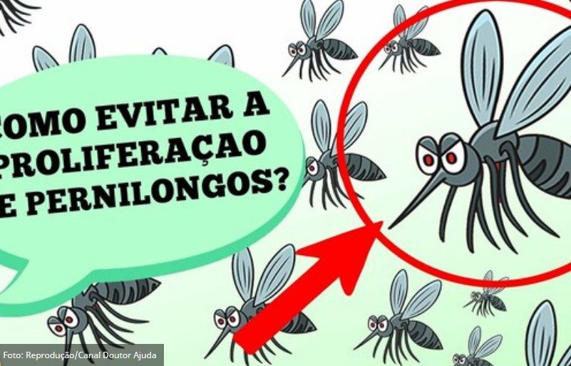 DR. AJUDA: Como evitar a proliferação de pernilongos