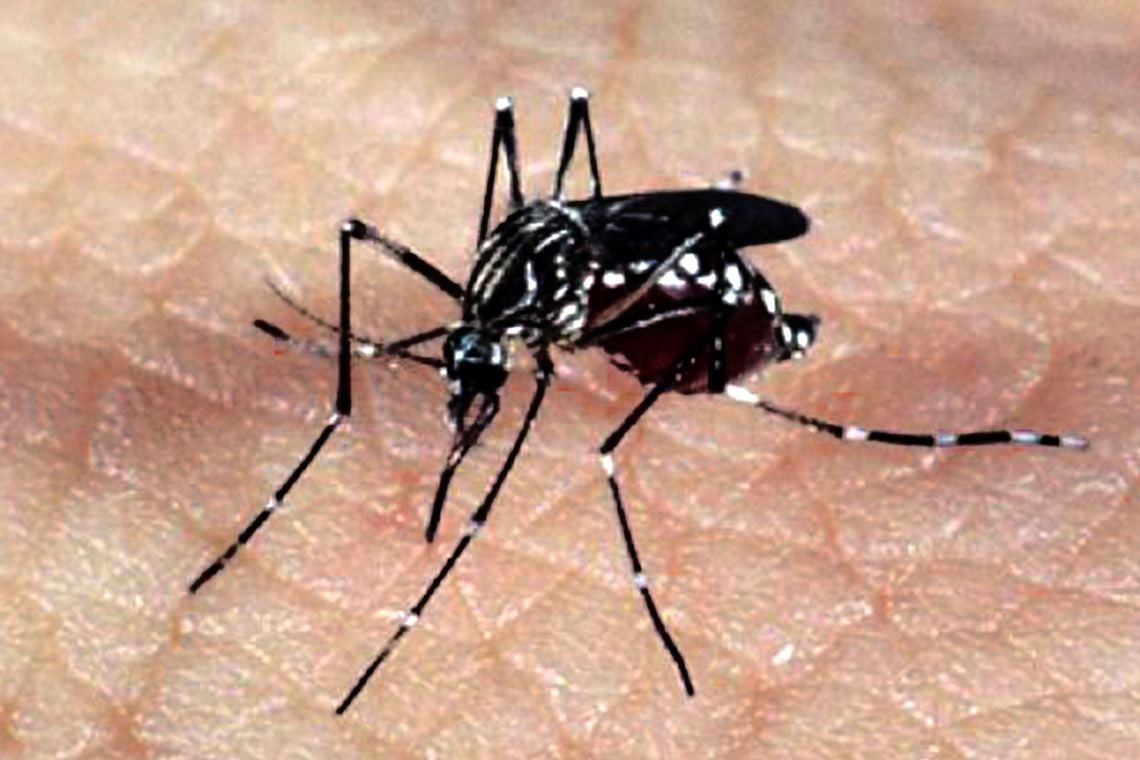 Informe semanal da dengue registra mais 56 casos no Paraná
