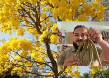 KOMBOTÂNICA:  Flor do Ipê Amarelo é comestível. Veja a explicação de Tom Soares