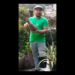 KOMBOTÂNICA: Plantando abacaxis