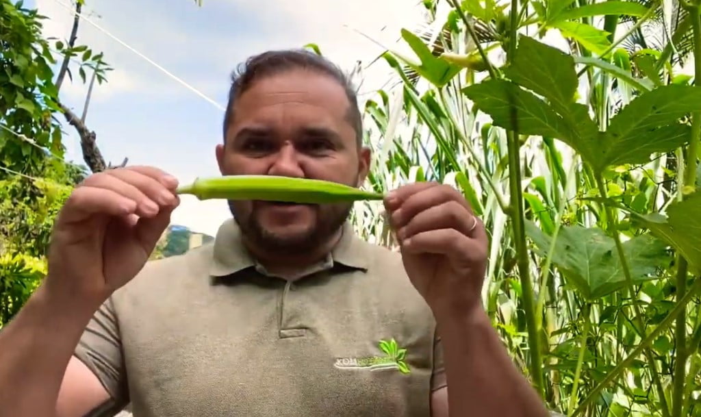 KOMBOTÂNICA: Tom Soares ensina como produzir quiabos em um balde