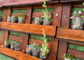 Kombotânica: Aprenda a fazer uma horta na parede