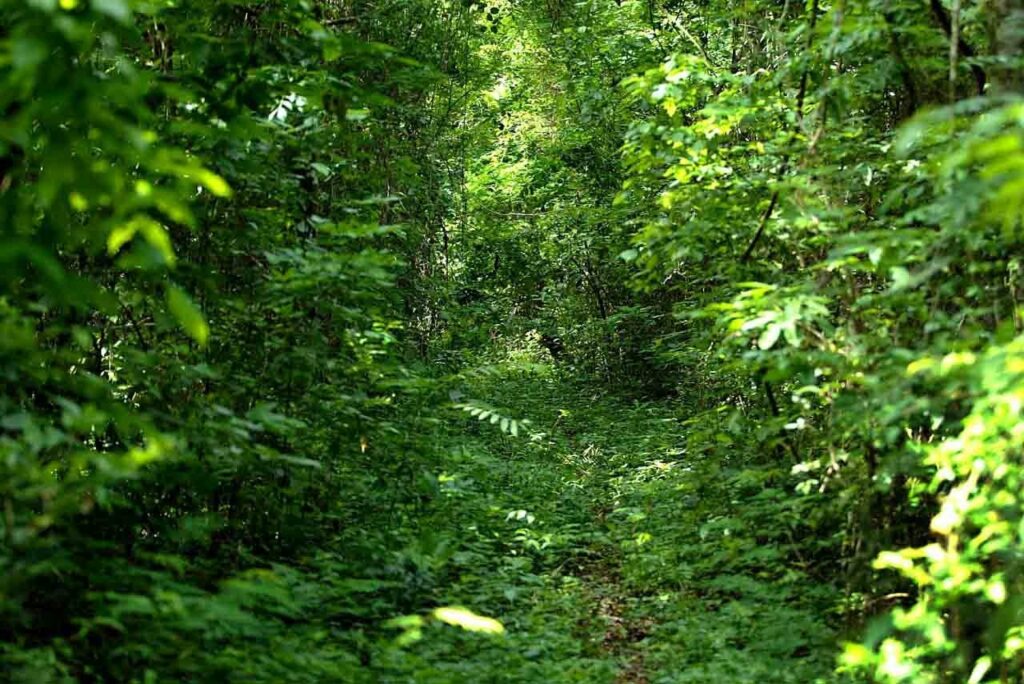 LONDRINA: No Parque dos Godoy, turista conhece a mata nativa