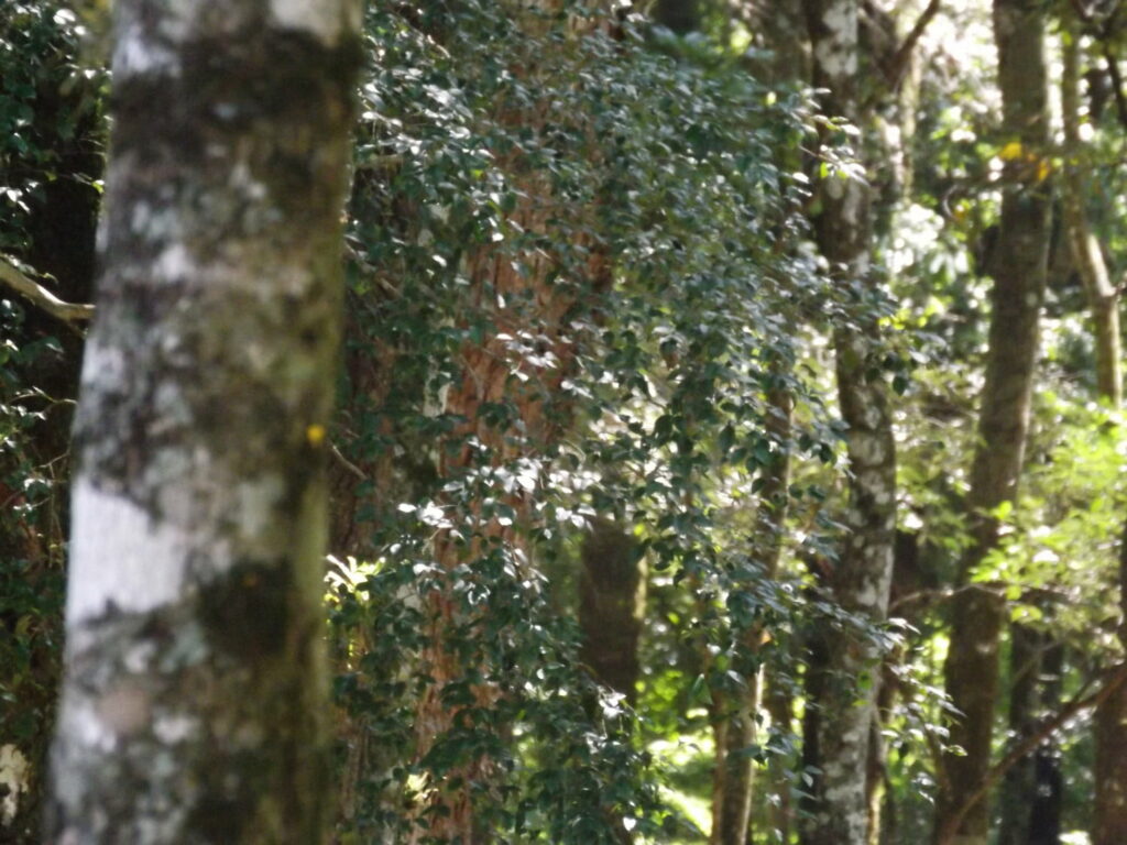 MEIO AMBIENTE: IAT orienta como fazer denúncias de crimes ambientais
                
                    Denúncias devem ser oficializadas para o envio de profissional do Instituto Água e Terra ao local para verificar a situação. É possível acionar o órgão ambiental estadual por e-mail e telefone em todo o Paraná.