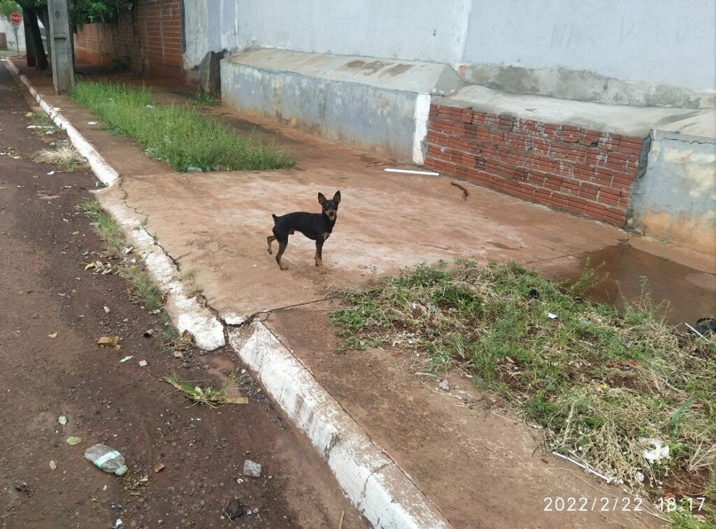 Mantovani explica o que fazer quando encontramos um animal perdido ou abandonado nas ruas de Maringá 
                
                    Segundo o Observatório do Terceiro Setor de São Paulo cerca de 30 milhões de pets vivem pelas ruas do Brasil.