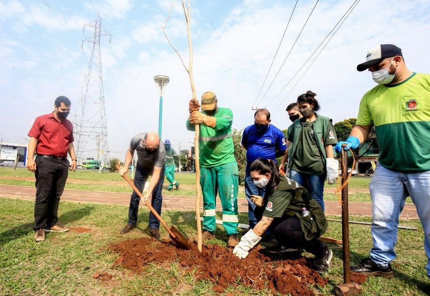 Maringá celebra Dia da árvore com plantio de mudas e trilha ecológica