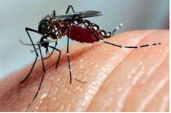 Novo epidemiológico de Mandaguari apresenta 77 notificações e cinco casos de dengue
                
                    Cinco casos de dengue foram confirmados, um a mais que no último boletim