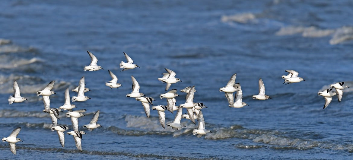 ONU marca Dia Mundial das Aves Migratórias