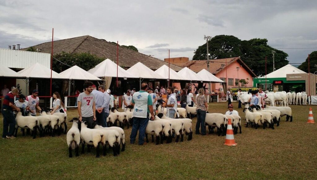 Ovinos da raça Suffolk terão mostra nacional na Expoingá