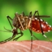 Paraná registra mais  182 novos casos de dengue