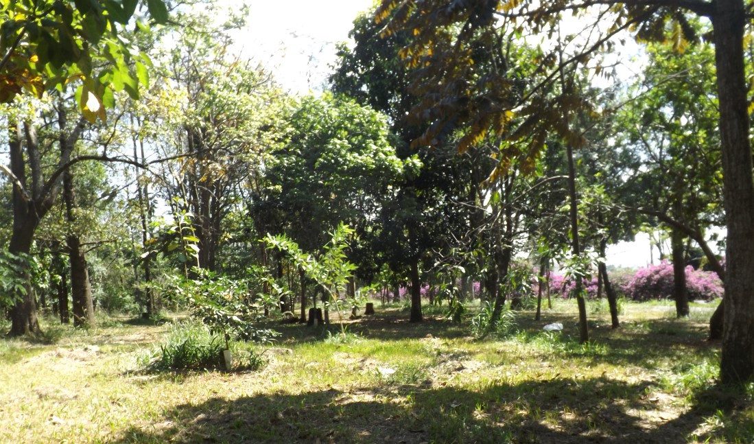 Prefeitura de Maringá comemora Dia da Árvore com plantio de mudas nesta terça, 21