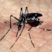 SAÚDE: Em um ano, incidência da dengue no país aumenta 600%