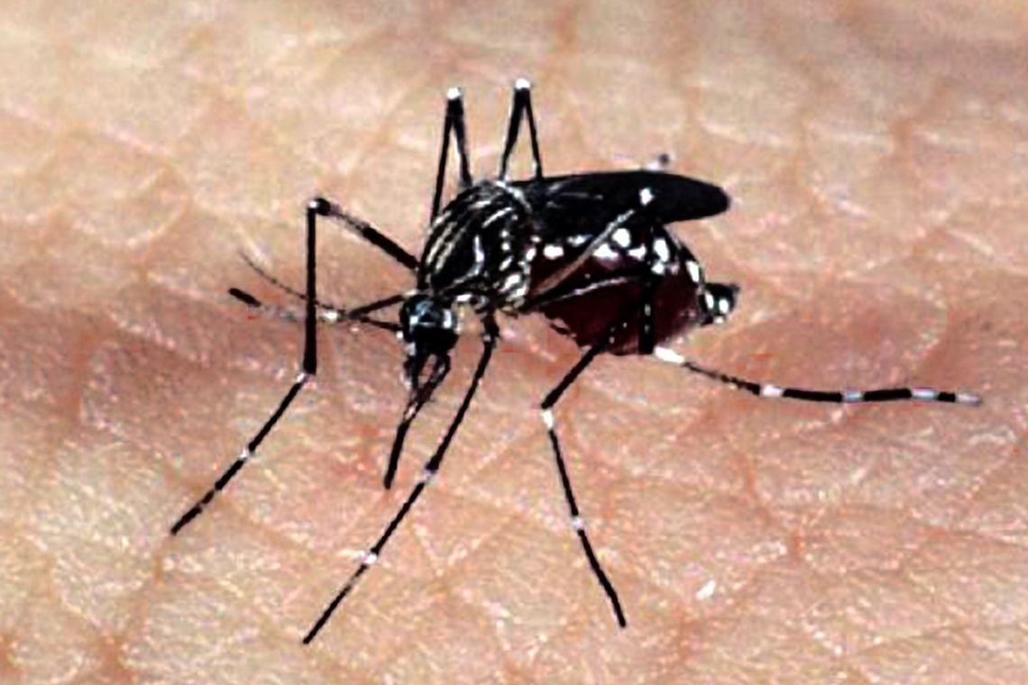 SAÚDE: Em um ano, incidência da dengue no país aumenta 600%