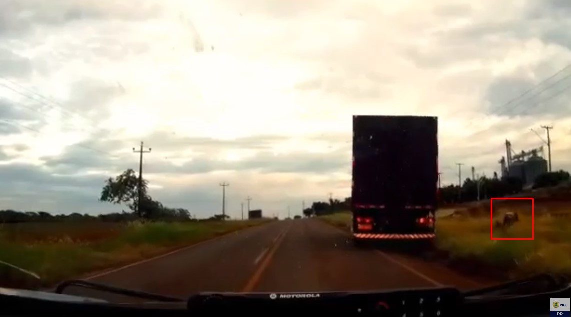 VÍDEO: Contrabandista salta de caminhão em movimento 
                
                    No caminhão furtado, cerca de 350 mil maços de cigarros foram apreendidos; motorista foi preso