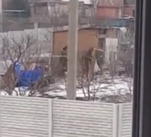 VÍDEO INCRÍVEL: Soldados russos roubam galinhas em cidade ucraniana