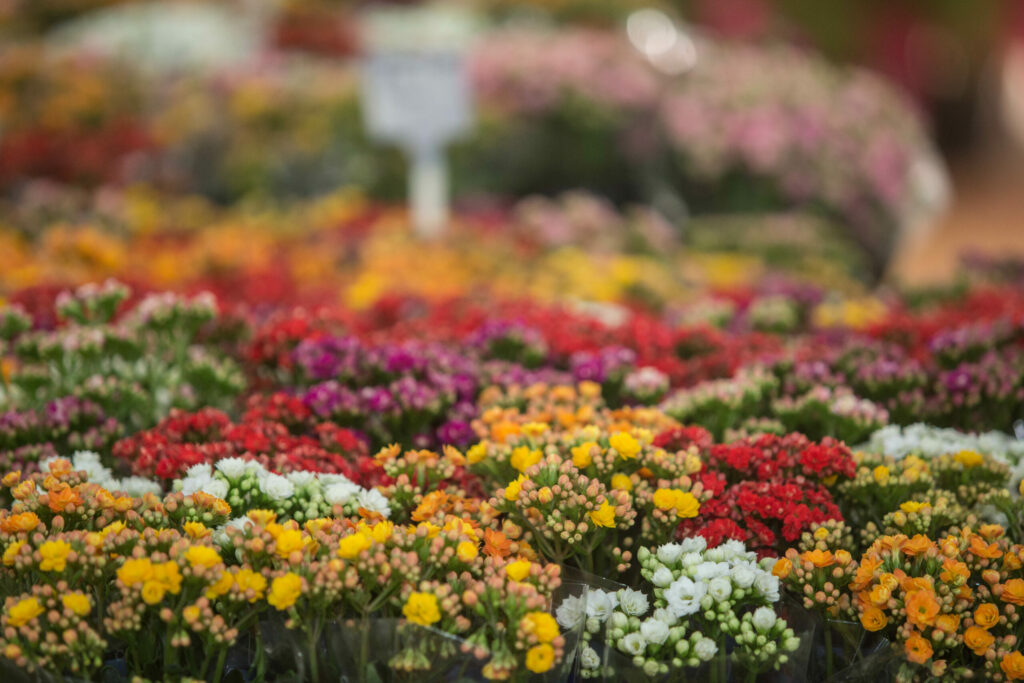 Expoflor abre nesta quinta-feira (1) com mais de 500 espécies