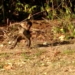 VÍDEO: Pesquisa investiga macacos-prego que usam pedras como ferramentas 1