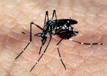 Secretaria de Saúde divulga 4º Levantamento do Índice de Infestação do Aedes Aegypti 2