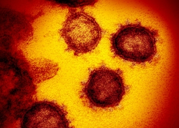 Identificadas duas linhagens novas do coronavírus no Brasil
