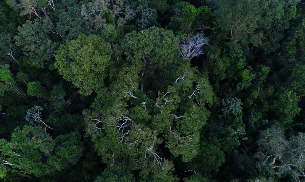 Na COP 27, Brasil lista ações de sustentabilidade dos últimos 4 anos 2