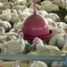 Brasil reforça ações de biossegurança para prevenir gripe aviária