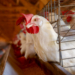 Adapar emite Nota Técnica sobre influenza aviária e orienta produtores