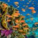 FOTO: Coral Reef Image Bank/Alexander