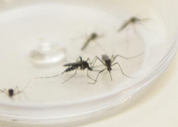 Mosquito Aedes aegypti.  Foto: Pedro Ribas/ANPr