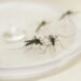 Mosquito Aedes aegypti.  Foto: Pedro Ribas/ANPr