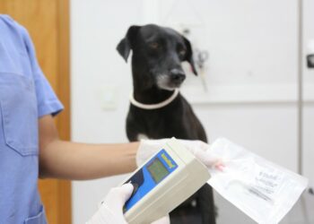 Pets resgatados vão ser microshipados em Maringá - FOTO - Rafael Macri - PMM