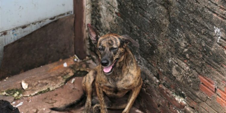 Cão abandonado pelo tutor foi resgatado pela Prefeitura de Maringá - foto - Rafael Macri