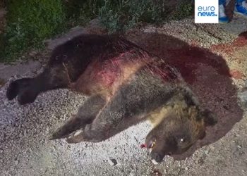 Amarena foi morta por um homem que teve sua propriedade visitada pela ursa que era considerada muito dócil