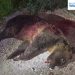 Amarena foi morta por um homem que teve sua propriedade visitada pela ursa que era considerada muito dócil